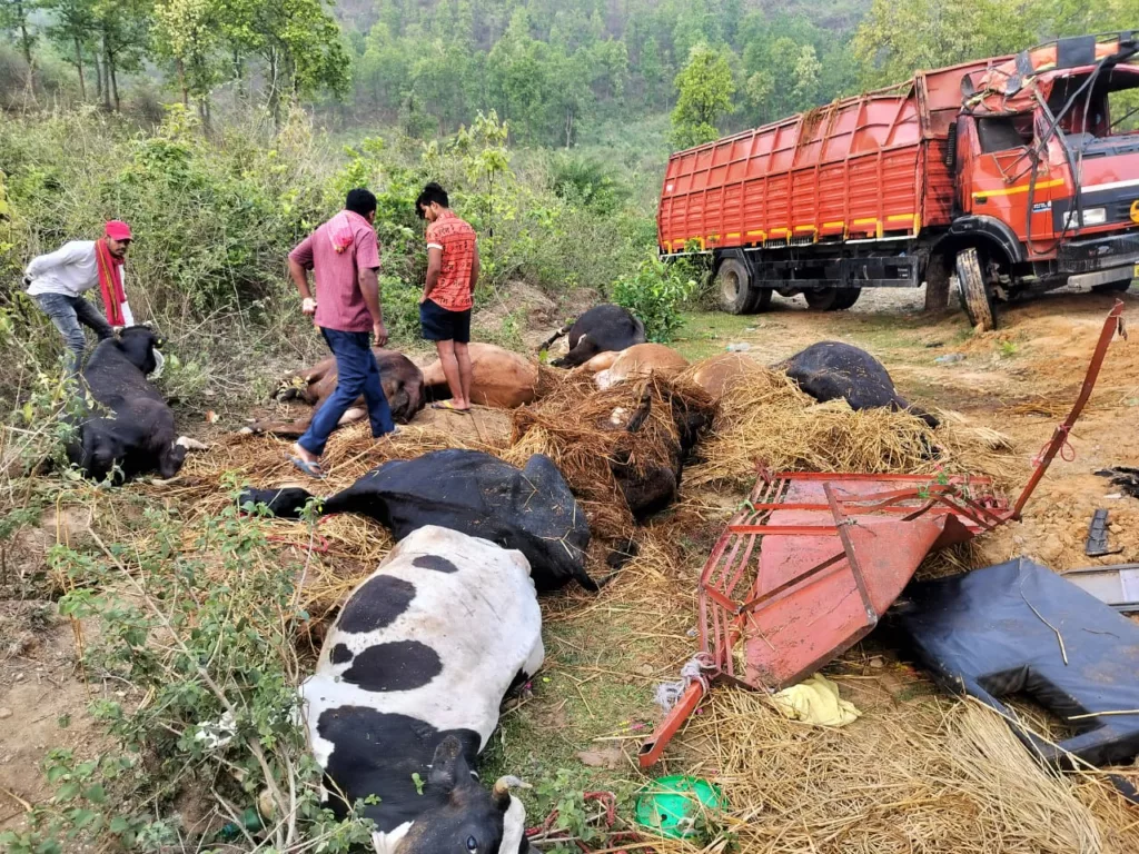 BIG BREAKING: दुधारू गाय लोड ट्रक पलटा, एक व्यक्ति व आठ गायों की मौत