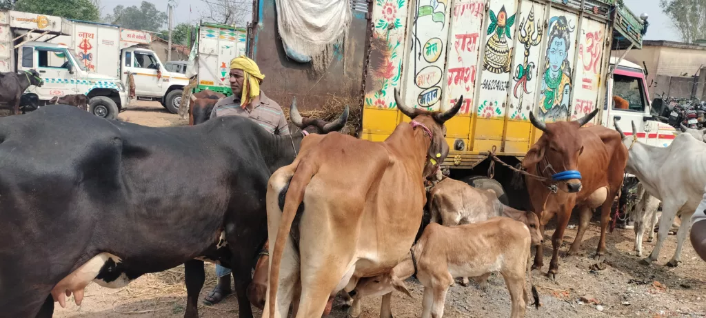 नवडीहा: पिकअप वैन में क्षमता से अधिक दुधारू पशुओं को ले जा रहे वाहन धराए, 60 पशु व 12 वाहन जब्त