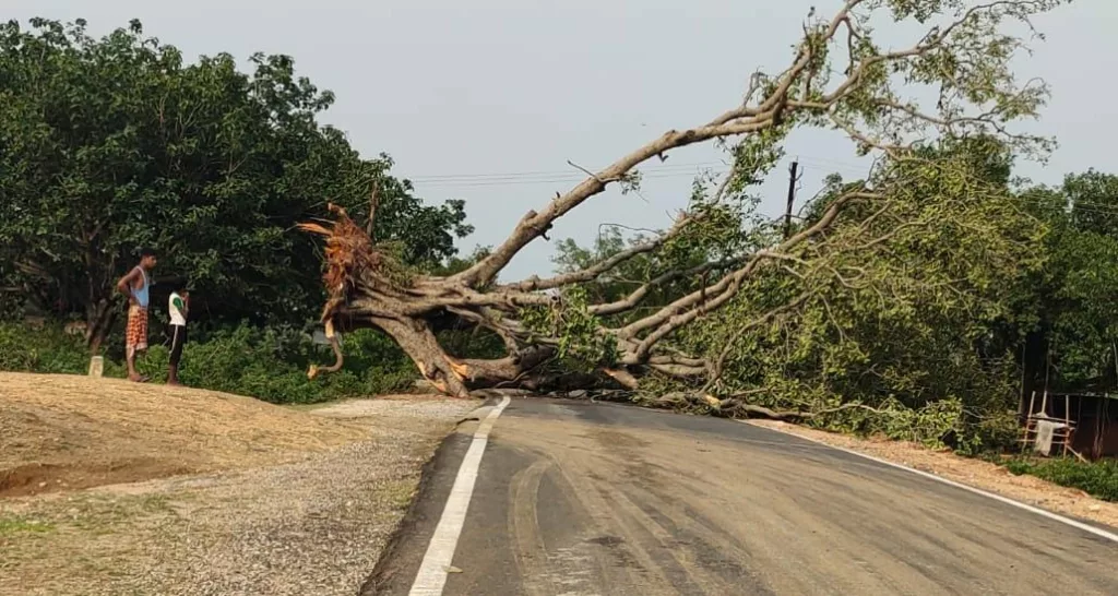 दोपहर को आए आंधी के कारण पेड़ गिरा सड़क पर, आवागमन हुआ बाधित