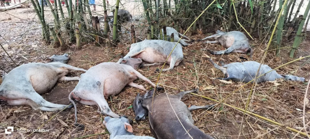 छिटपुट बारिश से हुई बज्रपात से नौ गाय-बछड़ों की मौत