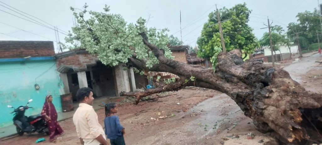 गावां में अस्पताल के नजदीक घर पर गिरा पेड़, घर का कुछ हिस्सा हुआ क्षतिग्रस्त