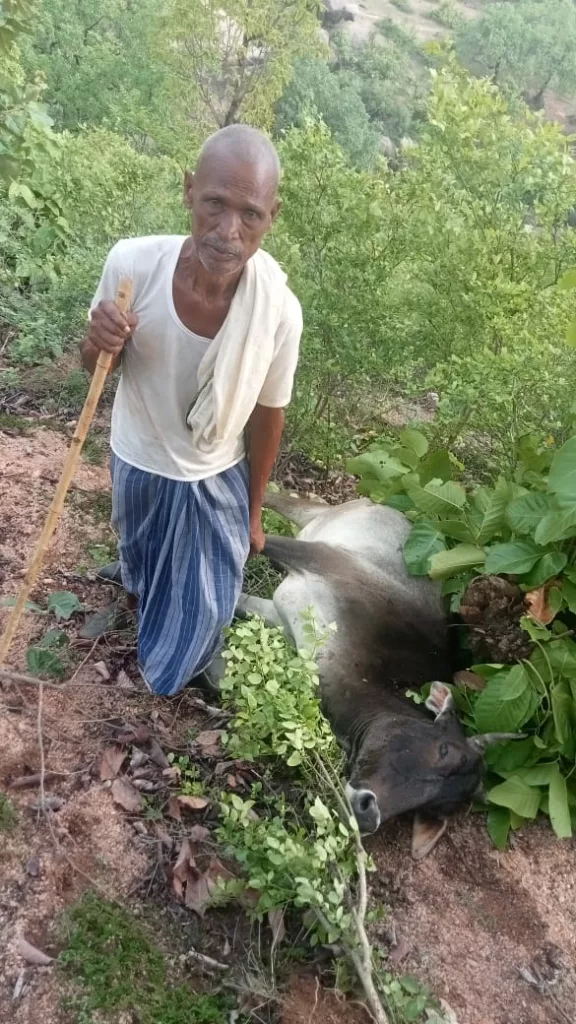 व्रजपात से दो गायों की हुई मौत