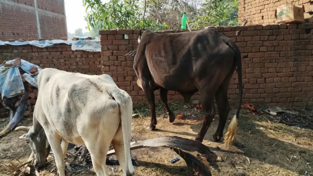 हिंदू बन कर गौ तस्करी करते हैं तस्कर, हिंदू समझ तस्करों के झांसे में आ जाते हैं ग्रामीण