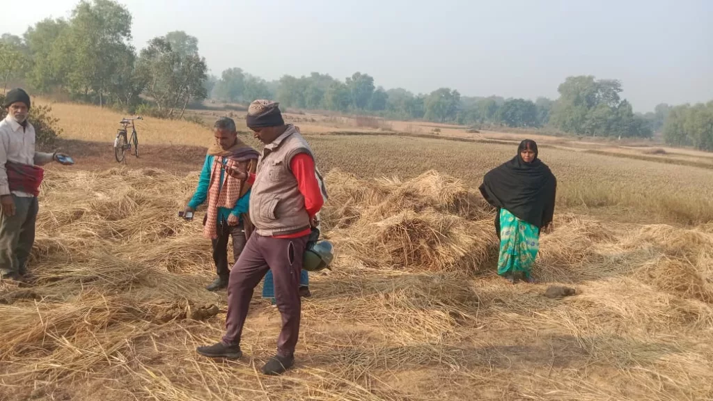 बिरनी: चितनखारी में गजराजों ने धान और आलू के फसलों को किया बर्बाद